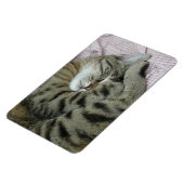 Schlafen Tiger-Cat Magnet (Linke Seite)