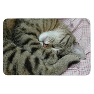 Schlafen Tiger-Cat Magnet