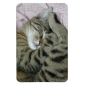 Schlafen Tiger-Cat Magnet (Vertikal)