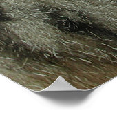 Schlafen Tiger-Cat Poster (Ecke)