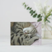 Schlafen Tiger-Cat Postkarte (Stehend Vorderseite)