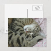 Schlafen Tiger-Cat Postkarte (Vorne/Hinten)
