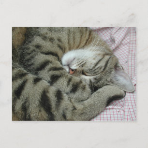 Schlafen Tiger-Cat Postkarte