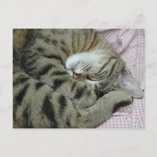 Schlafen Tiger-Cat Postkarte (Vorderseite)