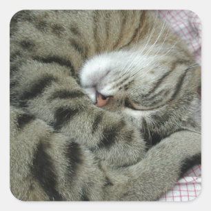Schlafen Tiger-Cat Quadratischer Aufkleber