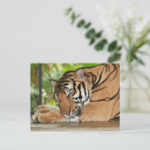 Schlafen Tiger Foto Postkarte (Stehend Vorderseite)