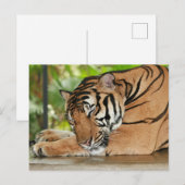 Schlafen Tiger Foto Postkarte (Vorne/Hinten)