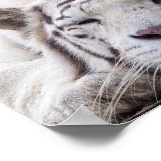 Schlafen White Tiger Poster (Ecke)