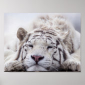 Schlafen White Tiger Poster (Vorne)