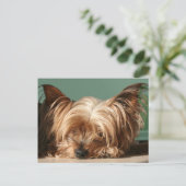 Schlafen Yorkie Postcard Postkarte (Stehend Vorderseite)