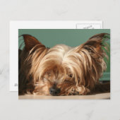 Schlafen Yorkie Postcard Postkarte (Vorne/Hinten)