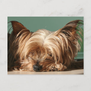 Schlafen Yorkie Postcard Postkarte