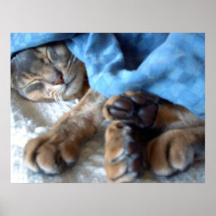 Schlafenblau Aby Katze im Blau Poster
