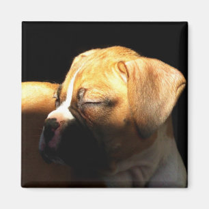 Schlafenboxer-Welpenmagnet Magnet