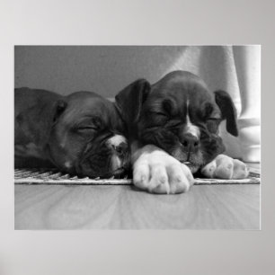 Schlafenboxerwelpen-Leinwanddruck Poster