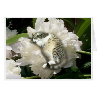 Schlafend auf einer Pfingstrose