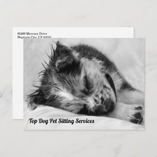 Schlafende australische Schäferpuppen-Haustiere Si Postkarte (Vorne/Hinten)