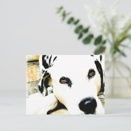 Schlafende Dalmatiner Postkarten (Stehend Vorderseite)