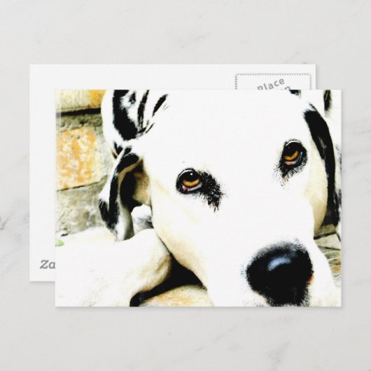 Schlafende Dalmatiner Postkarten (Vorne/Hinten)