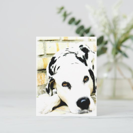 Schlafende Dalmatiner Postkarten (Stehend Vorderseite)