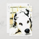 Schlafende Dalmatiner Postkarten (Vorne/Hinten)