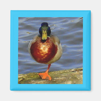 Schlafende Dusche Magnet