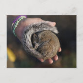 Schlafende Eichhörnchen Postkarte (Vorderseite)