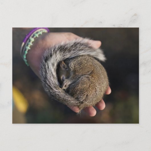 Schlafende Eichhörnchen Postkarte (Vorderseite)
