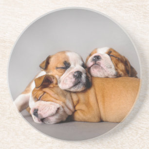 Schlafende englische Bulldoggen Welpen Untersetzer