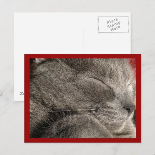 Schlafende graue Katze Postkarte (Vorne/Hinten)