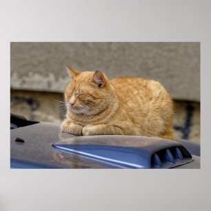 Schlafende Katze Poster
