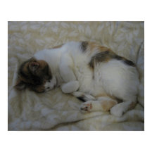 Schlafende Katze