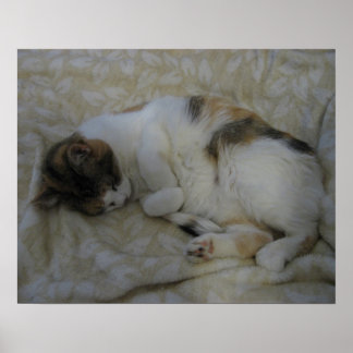 Schlafende Katze Poster