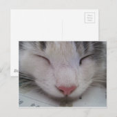 Schlafende Katze Postkarte (Vorne/Hinten)