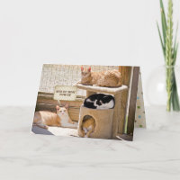 schlafende Katzen Geburtstag