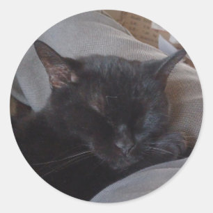 Schlafende Katzenaufkleber Runder Aufkleber