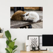 Schlafende Kretische Katzen Poster (Heimbüro)