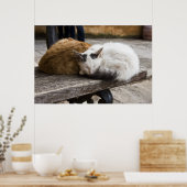 Schlafende Kretische Katzen Poster (Küche)
