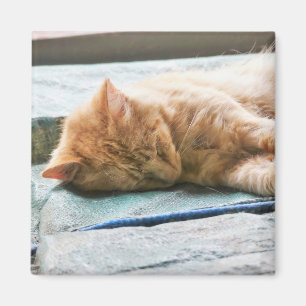 Schlafende Langeginger-Katze Magnet