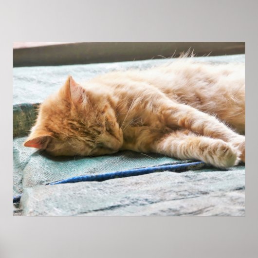 Schlafende Langeginger-Katze Poster (Vorne)
