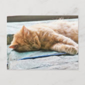 Schlafende Langeginger-Katze Postkarte (Vorderseite)