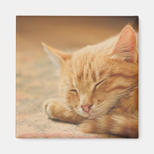 Schlafende Orange Tabby Cat Magnet (Vorne)