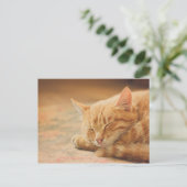 Schlafende Orange Tabby Cat Postkarte (Stehend Vorderseite)