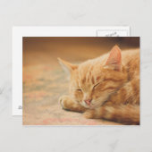 Schlafende Orange Tabby Cat Postkarte (Vorne/Hinten)