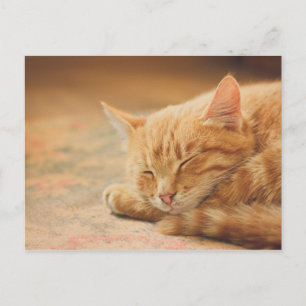 Schlafende Orange Tabby Cat Postkarte