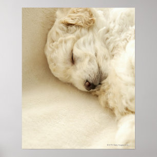 Schlafende Poodle Welpe Poster