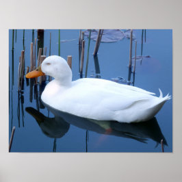 Schlafende Reflektion bei weißem Duck Poster