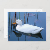 Schlafende Reflektion bei weißem Duck Postkarte (Vorne/Hinten)
