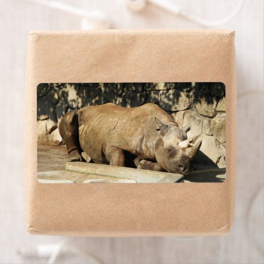 Schlafende Rhino (Insitu)