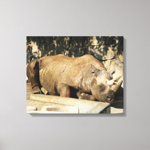 Schlafende Rhino Leinwanddruck